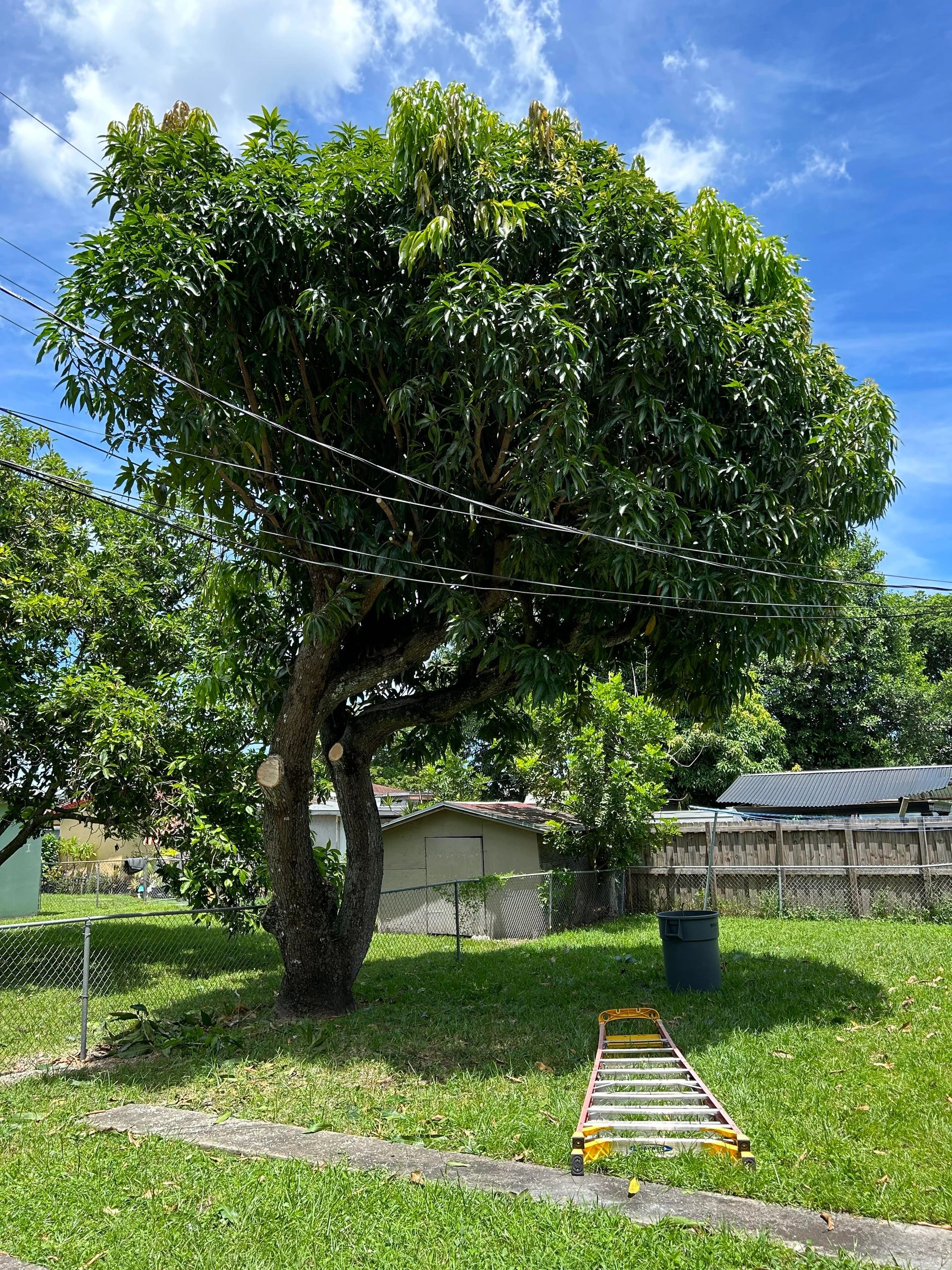 Arborist removing a large tree in a tight Florida yard