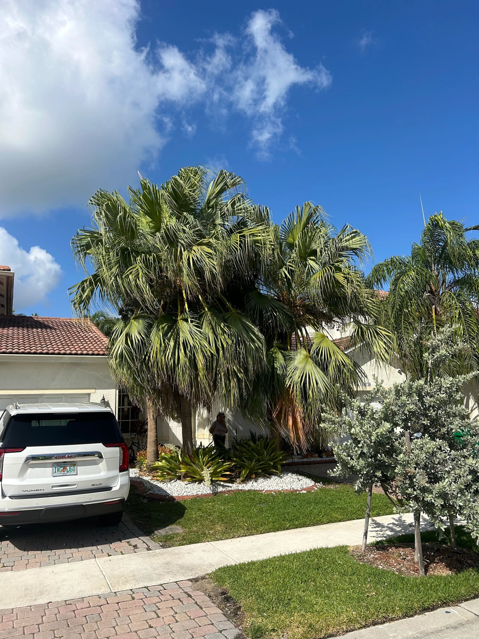 Monty Tree Service crew at work in South Florida