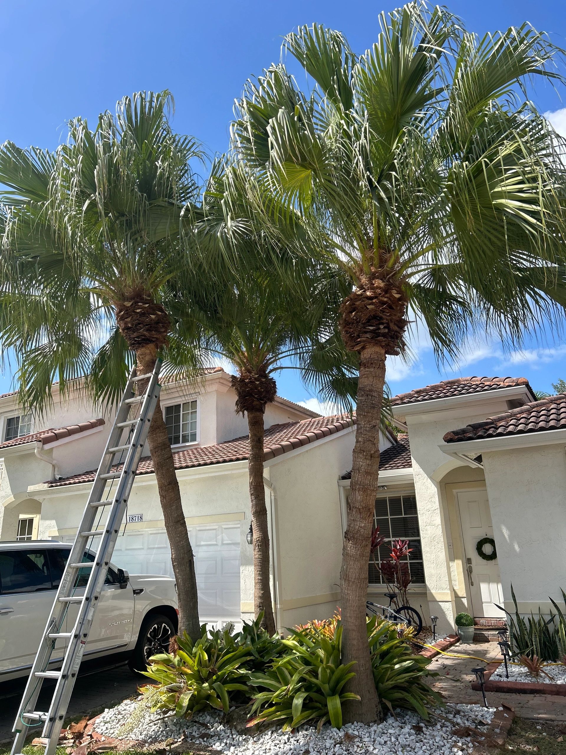 Monty Tree Service crew at work in South Florida