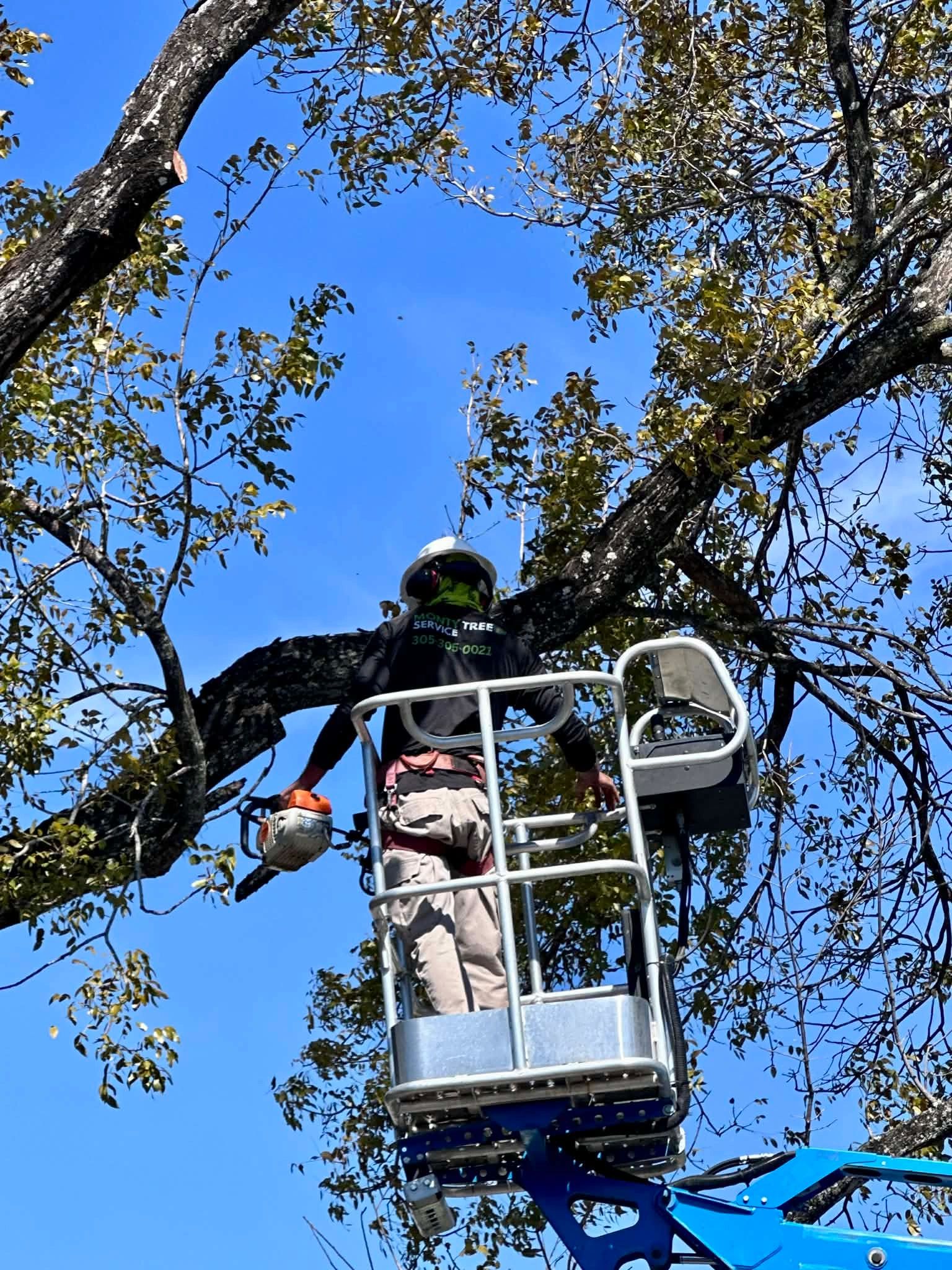 Monty Tree Service crew at work in South Florida