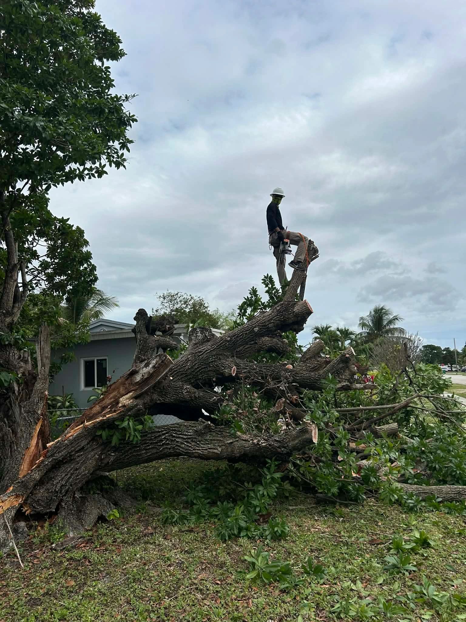 Monty Tree Service crew at work in South Florida